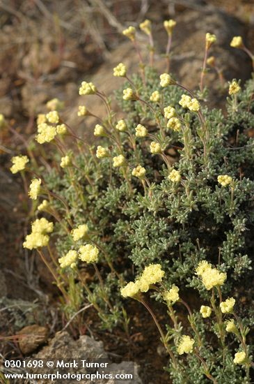 Eriogonum thymoides