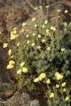Thyme-leaf Desert Buckwheat