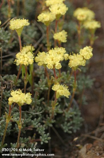 Eriogonum thymoides