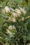 Medick Milkvetch