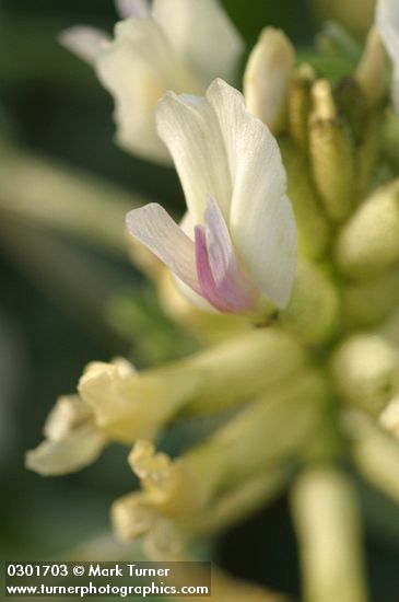 Astragalus speirocarpus