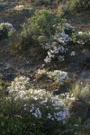 Showy Phlox w/ Big Sagebrush, backlit late afternoon