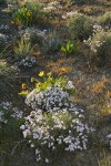 Showy Phlox w/ Arrowleaf Balsamroot, backlit late afternoon