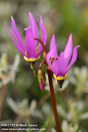 Dodecatheon conjugens