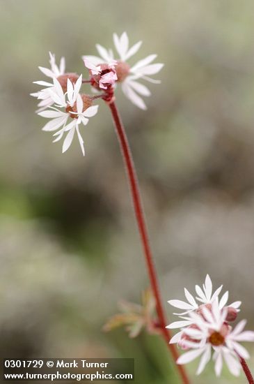 Lithophragma glabrum (L. bulbiferum)