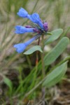 Small Bluebells