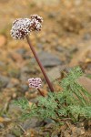 Canby's Lomatium