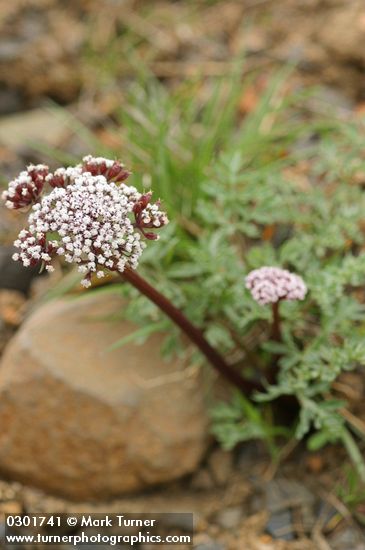 Lomatium canbyi