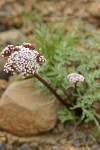 Canby's Lomatium