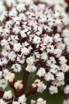Canby's Lomatium blossoms extreme detail