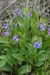 Leafy bluebells