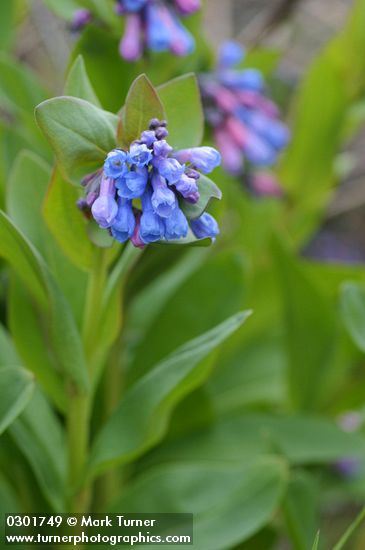 Mertensia oblongifolia