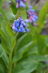 Leafy bluebells blossoms & foliage detail