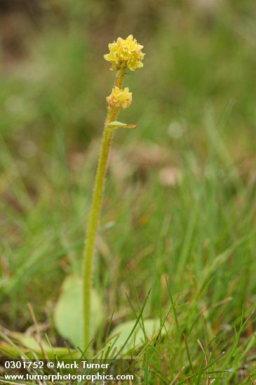 Saxifraga apetala (S. integrifolia var. apetala)