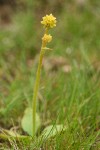 Western Swamp Saxifrage
