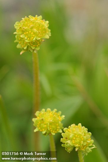 Saxifraga apetala (S. integrifolia var. apetala)