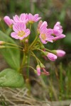 Spring Beauty