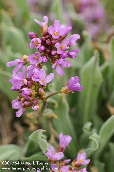 Phoenicaulis cheiranthoides