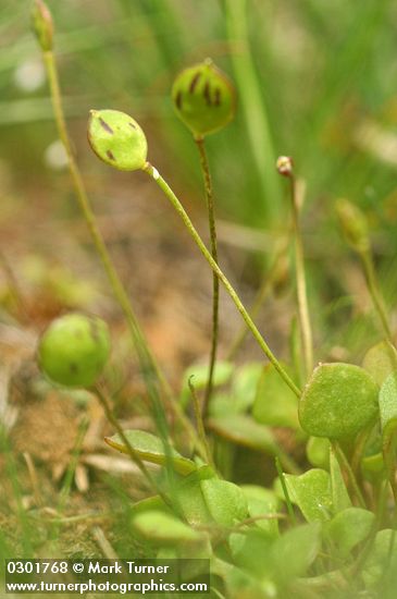 Idahoa scapigera