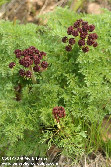 Lomatium dissectum