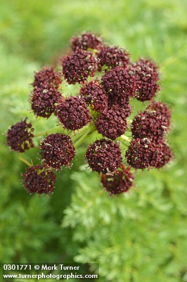 Lomatium dissectum