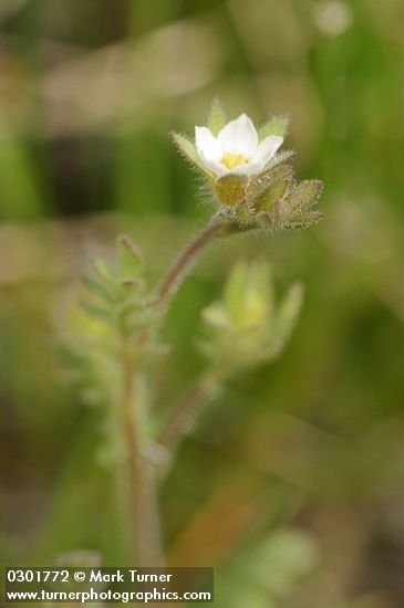 Polemonium micranthum