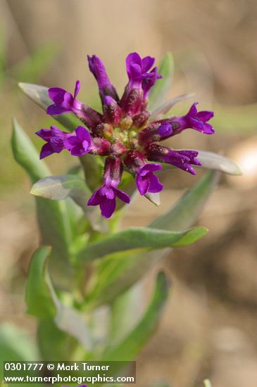 Arabis sparsiflora