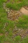 Spring Whitlow-grass massed among grass