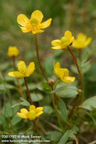 Ranunculus glaberrimus