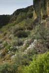 Showy Phlox, Arrowleaf Balsamroot among Sagebrush in basalt rock garden, morning