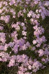 Showy Phlox