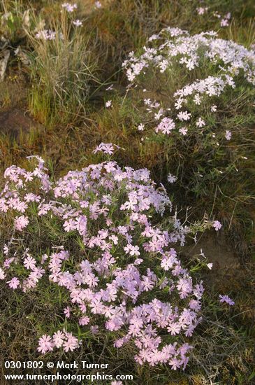 Phlox speciosa