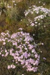 Showy Phlox pink & white forms