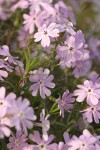 Showy Phlox blossoms & foliage detail