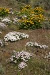 Showy Phlox w/ Arrowleaf Balsamroot