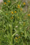 Tarweed Fiddleneck