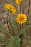 Hooker's Balsamroot blossoms & foliage