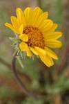 Hooker's Balsamroot blossom detail