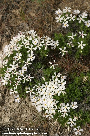 Phlox hoodii