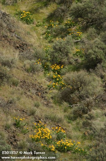 Balsamorhiza sagittata; Artemisia tridentata