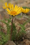 Hooker's Balsamroot