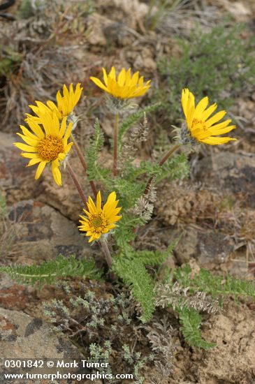 Balsamorhiza hookeri