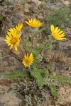 Hooker's Balsamroot