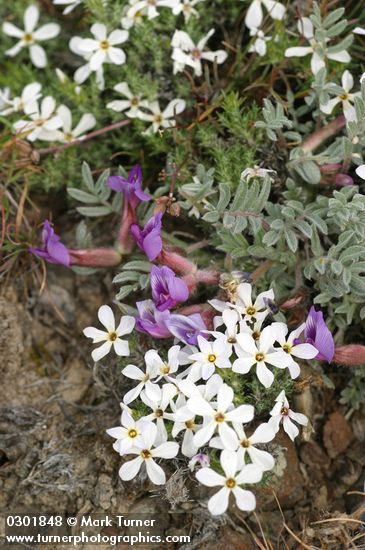 Phlox hoodii; Astragalus purshii