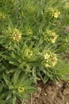 Puccoon
