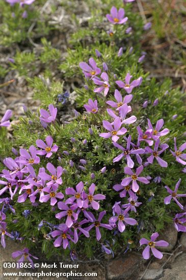 Phlox hoodii