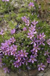 Cushion Phlox, blue-purple form