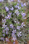 Cushion Phlox, blue form