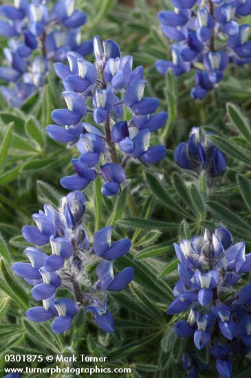 Lupinus lepidus