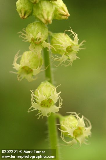 Tellima grandiflora